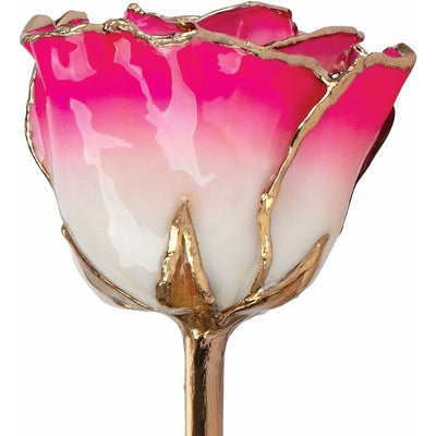 Everlasting Magenta Cream Ombre Rose